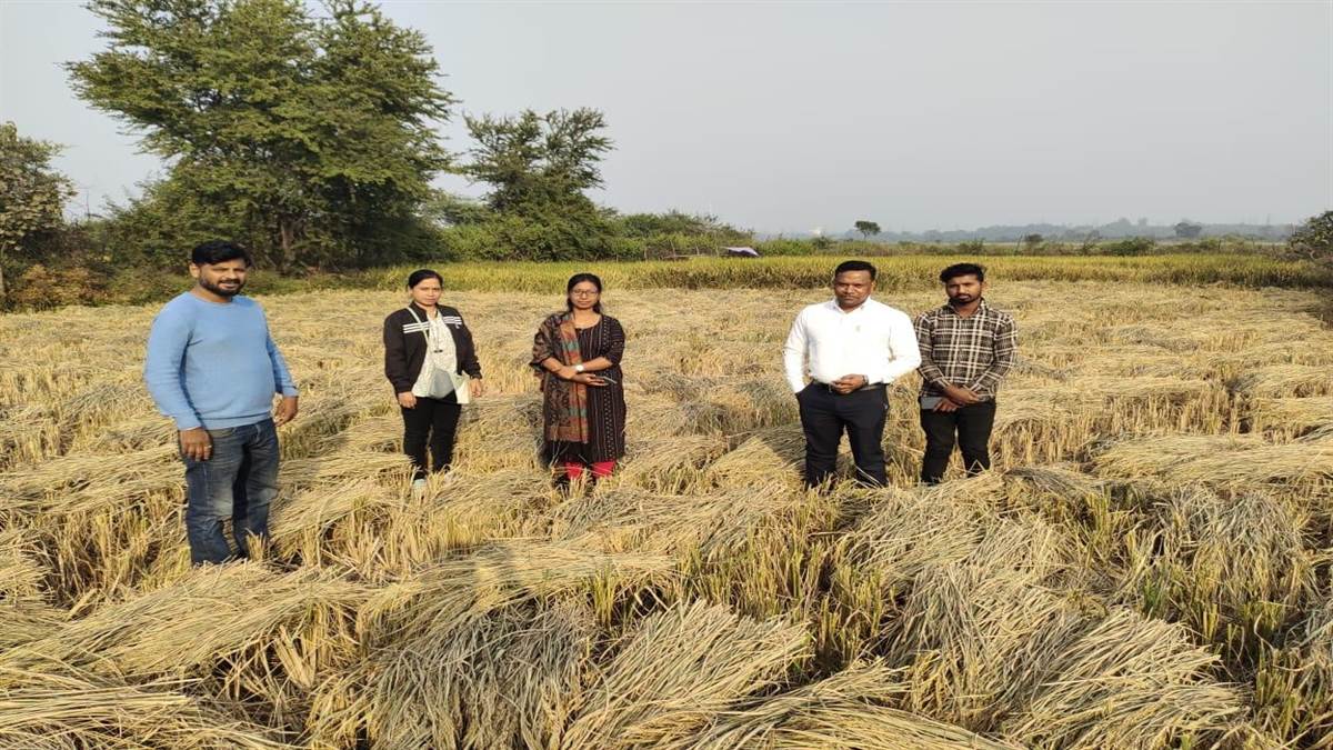कोरबा के दर्री व दादर खुर्द में सरकारी जमीन में कब्जा कर खेती करने वालों की फसल की गई जब्त