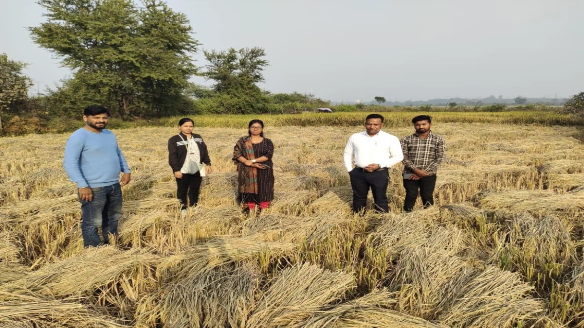 कोरबा के दर्री व दादर खुर्द में सरकारी जमीन में कब्जा कर खेती करने वालों की फसल की गई जब्त