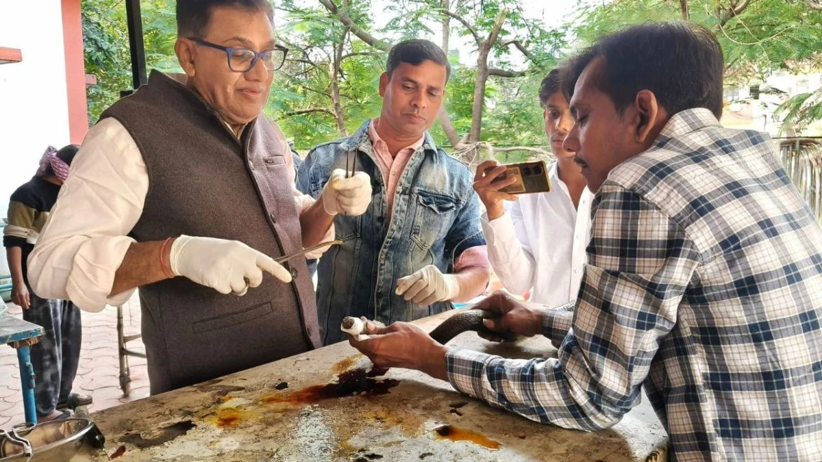 उज्जैन में जेसीबी से घायल हुआ सांप, डॉक्टर ने सिर और पीछे की ओर 80 टांके लगाकर बचाया