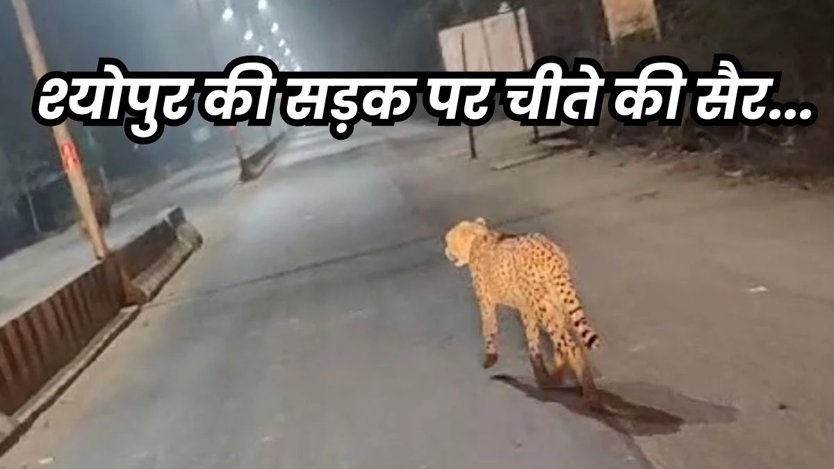 Cheetah in Sheopur: श्योपुर में सड़क पर घूमते नजर आया अग्नि चीता, कुत्ते का किया शिकार