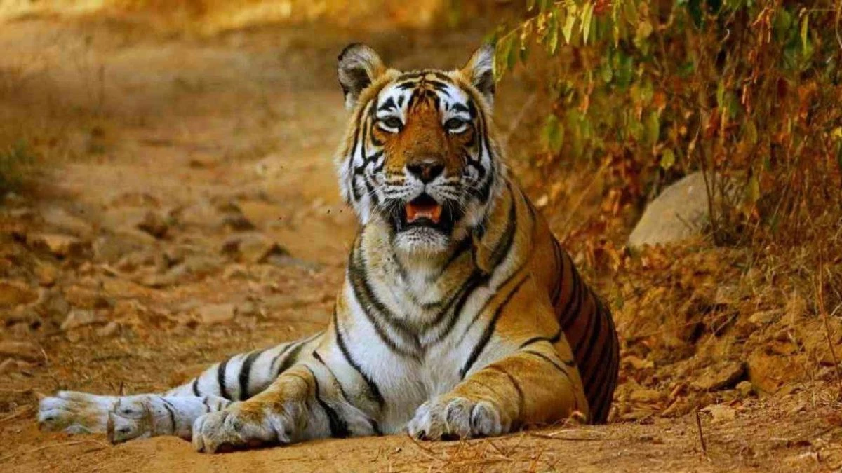 MP Tigers: छत्तीसगढ़, राजस्थान और ओडिशा में भी दहाड़ेंगे मध्य प्रदेश के बाघ