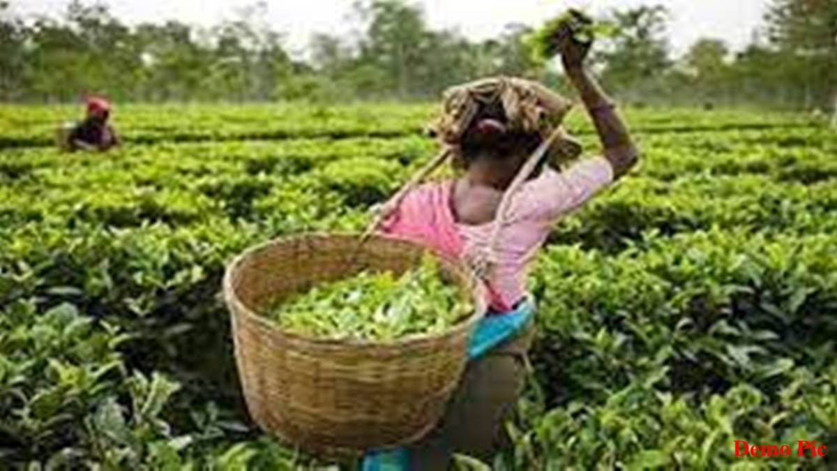 Bilaspur News:  मरवाही के आदिवासी चाय बागान के बनेंगे बागबान