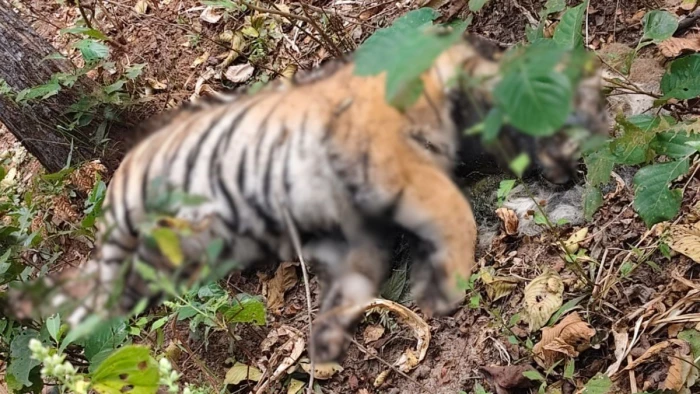 अचानकमार टाइगर रिजर्व में बाघों के बीच खूनी संघर्ष, तलाश में निकली टीम को मिला तीसरे का शव; वन विभाग में हड़कंप