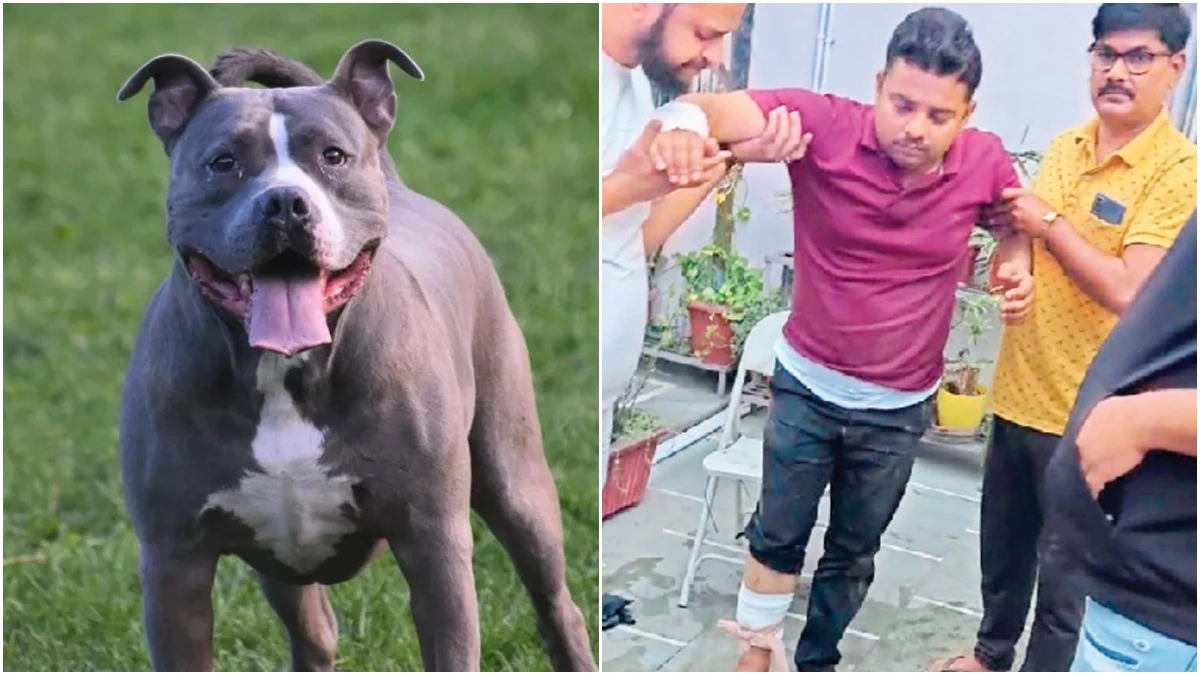 रायपुर में पेमेंट लेने पहुंचे युवक पर डॉक्टर के पिटबुल ने किया हमला, अब तक 5 से ज्यादा लोगों को कर चुका घायल