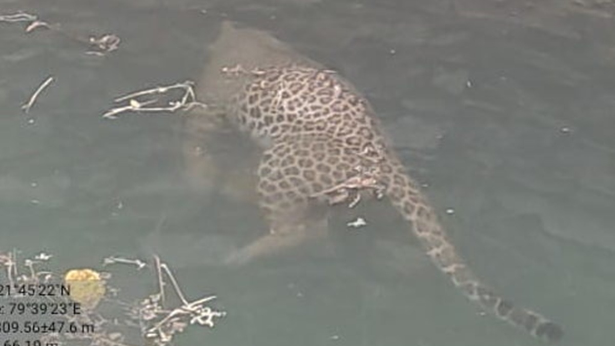 सिवनी: पेंच में निमोनिया से कमजोर बाघ शावक ने दम तोड़ा, खेत के कुएं में गिरे तेंदुए की मौत