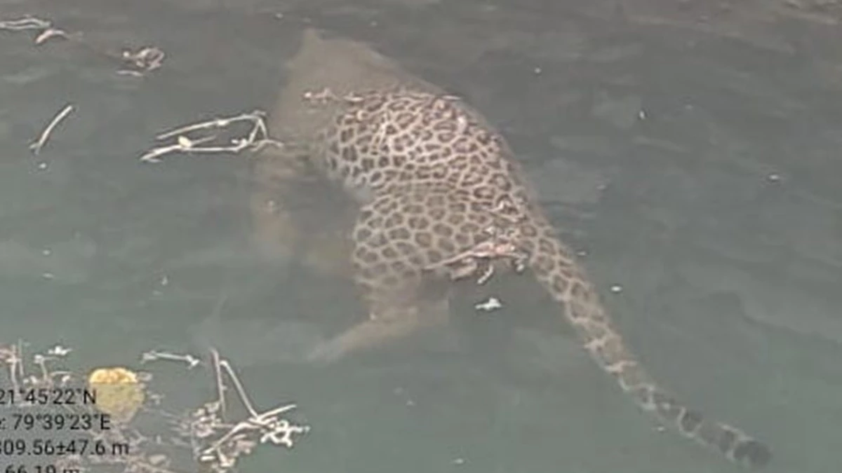 सिवनी: पेंच में निमोनिया से कमजोर बाघ शावक ने दम तोड़ा, खेत के कुएं में गिरे तेंदुए की मौत