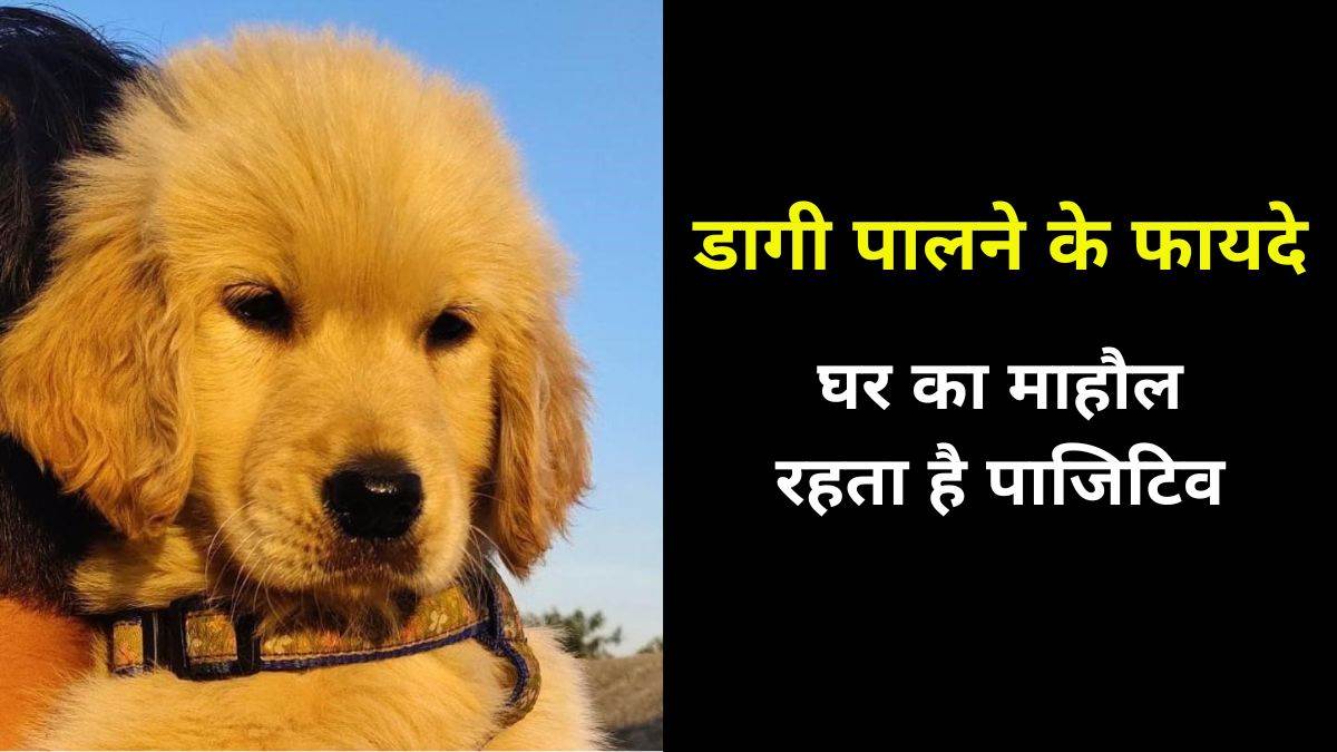 Pet Lovers pet-lovers