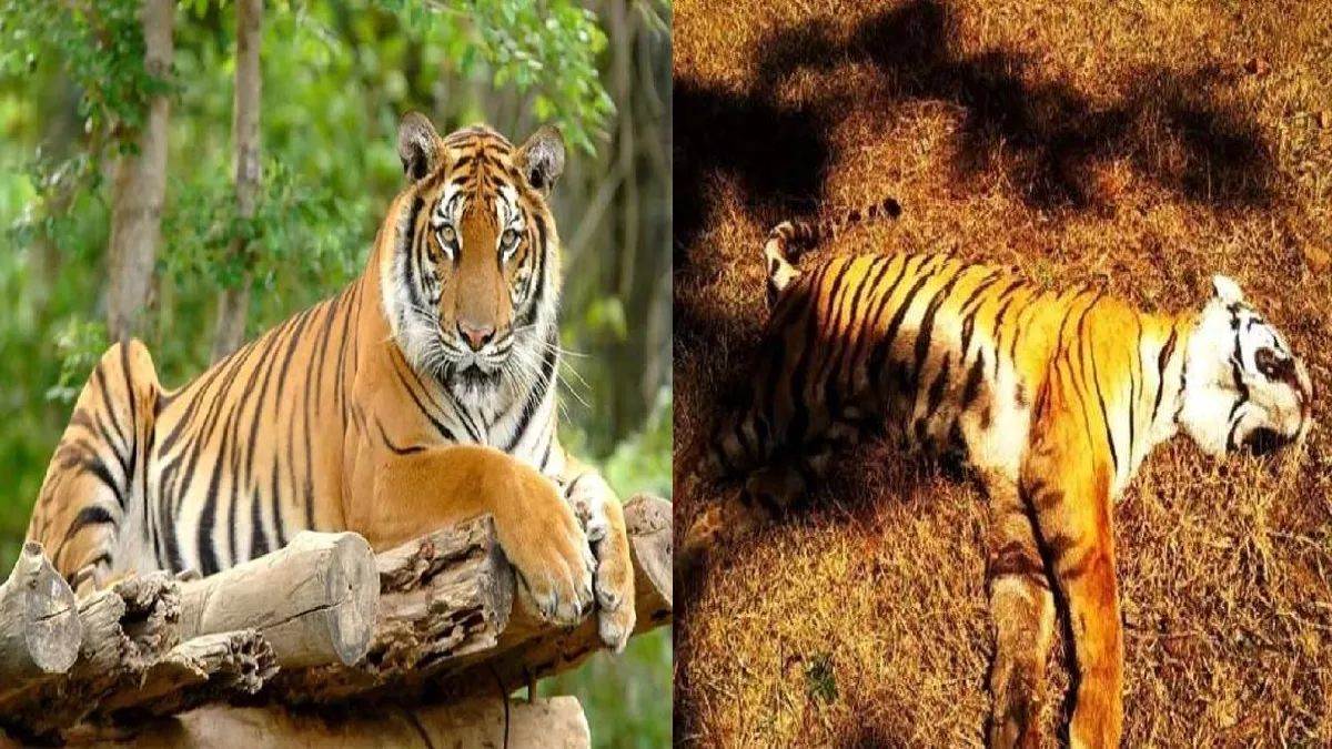 बांधवगढ़ टाइगर रिजर्व में 2 बाघ शावकों की मौत, इस साल बांधवगढ़ टाइगर रिजर्व में कुल 9 बाघ मरे
