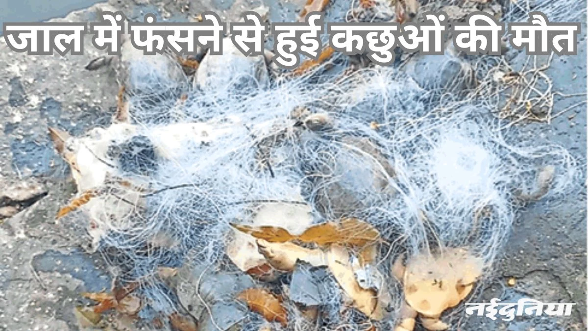 अपराध: रतनपुर महामाया मंदिर कुंड में 30 कछुओं की मौत, जाल में फंसे थे कछुए