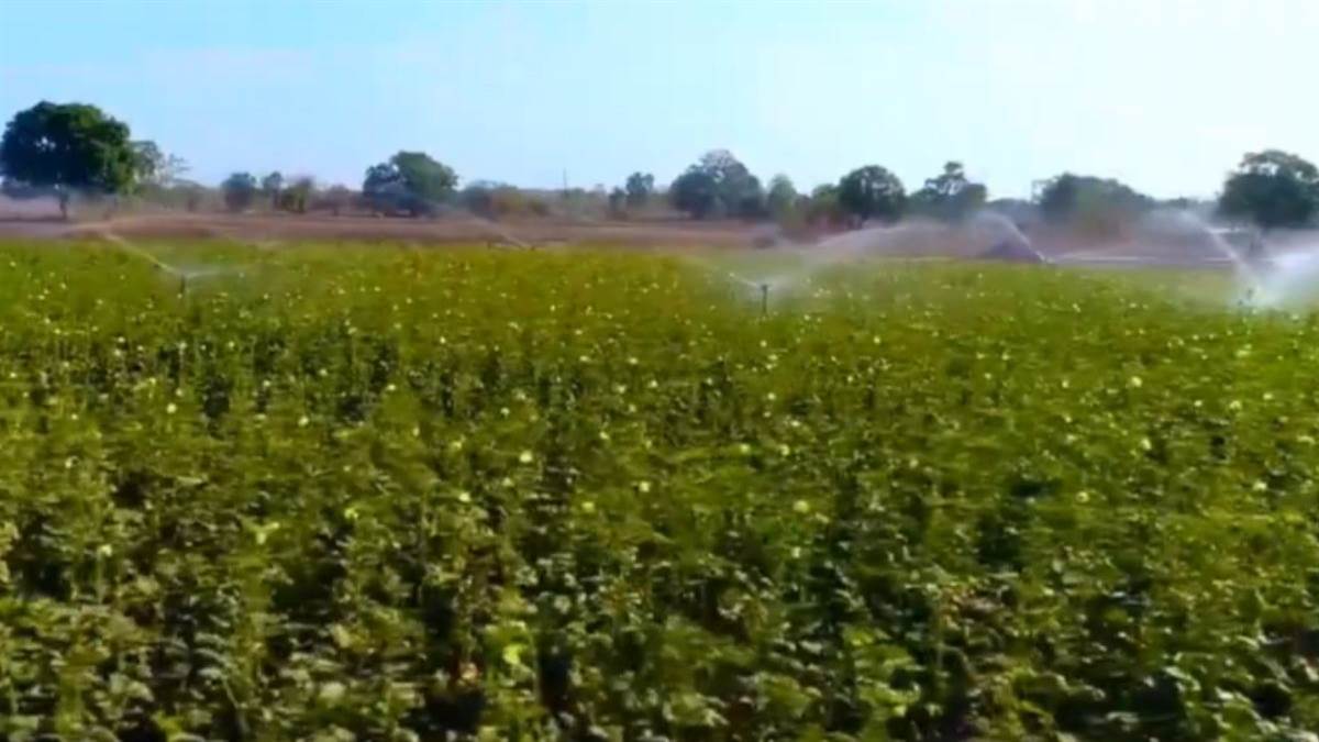 किसानों की समृद्धि पर सरकार का फोकस, एमपी में अब तक लगे 27 हजार सोलर पंप, अगले दो साल में 4 लाख का लक्ष्य