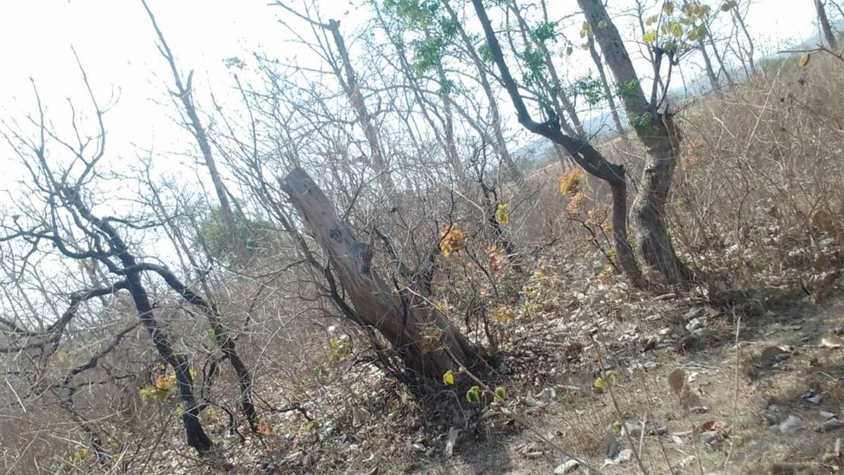 सतना में जंगल के रक्षक बने भक्षक : 100 पेड़ों की कटाई के बाद सबूत मिटाने जंगल में आग लगाने की आशंका