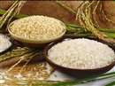 Madhya Pradesh News: 12 quarrel of rice in a quintal paddy, read the news and know what is the matter