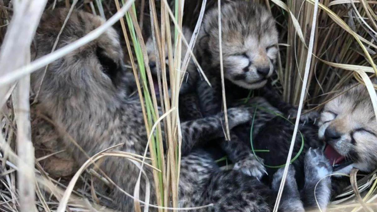 Cheetah Project in MP :  विशेषज्ञों ने कहा- कूनो प्रबंधन गंभीर होता तो बच सकती थी चीता शावकों की जान