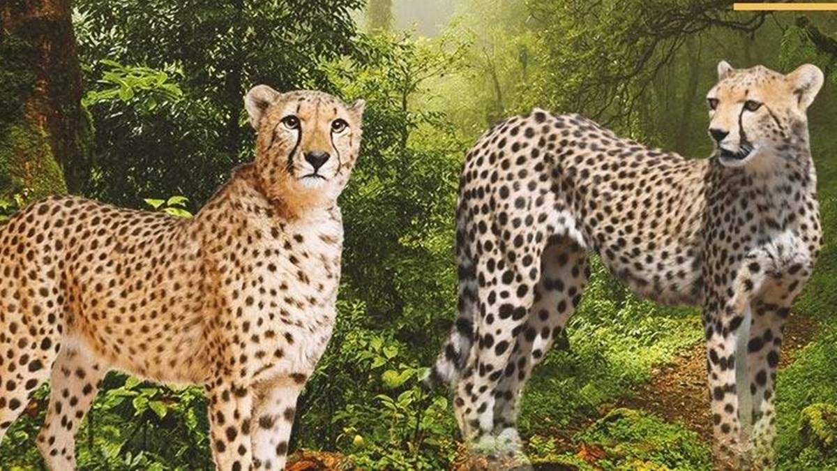 Cheetah Project in MP :  चीतों की मौत पर मुख्यमंत्री गंभीर, नवंबर तक तैयार किए जाएंगे नौरादेही और गांधीसागर अभयारण्य