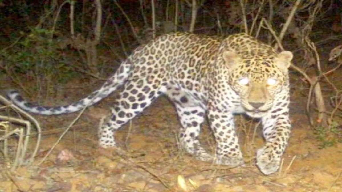 Khargone News: पशु चराने गए किसान पर तेंदुए ने किया हमला, तेंदुए की मौत