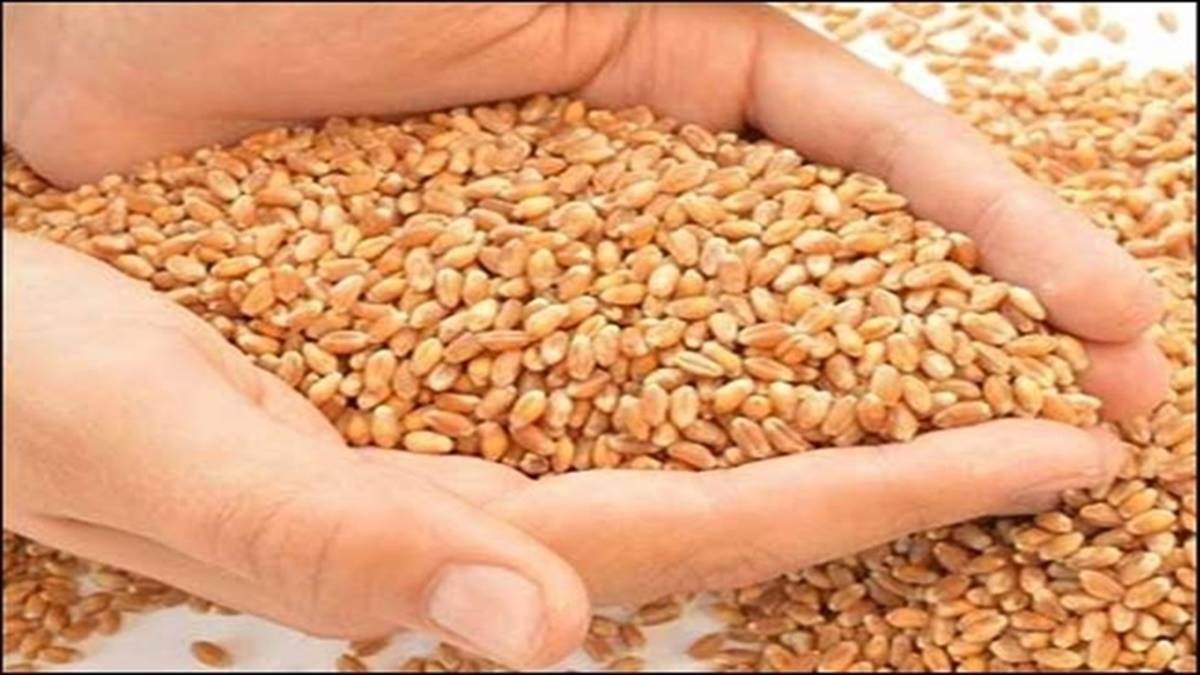 Indore Mandi News: गेहूं-चावल के अनाज उत्पादन में बढ़ोतरी, दलहन का उत्पादन कम