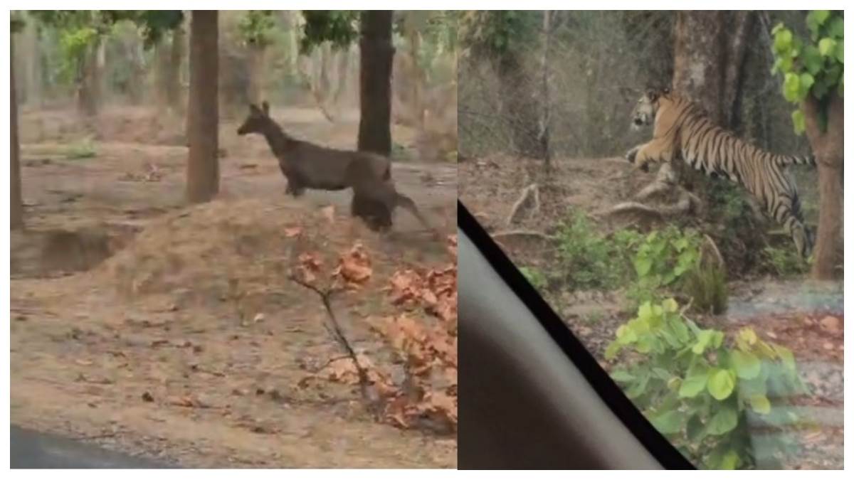 बांधवगढ़ के पारसी मोड़ पर बाघ ने चीतल का किया पीछा, पर्यटकों में रोमांच
