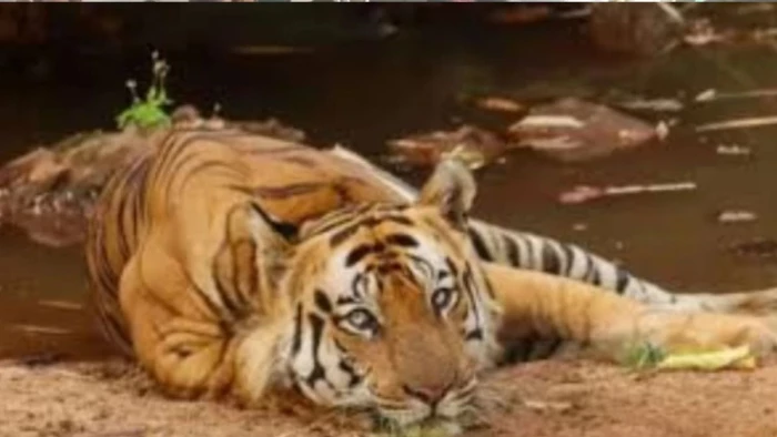 बांधवगढ़ में बाघ की मौत पर बढ़ा सस्पेंस, डिहाइड्रेशन और ट्रैंक्यूलाइज दवा का ओवरडोज बना शक की बड़ी वजह