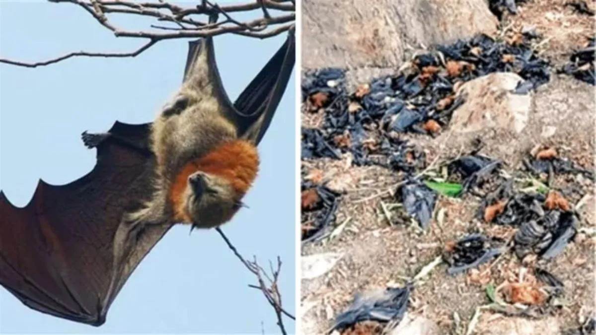 नौतपा की भीषण गर्मी से बालाघाट बेहाल... मलाजखंड में पारा 45 डिग्री पहुंचा, मोती तालाब में हीटवेव से 50 से अधिक चमगादड़ों की मौत