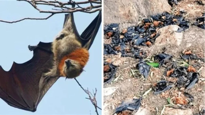 नौतपा की भीषण गर्मी से बालाघाट बेहाल... मलाजखंड में पारा 45 डिग्री पहुंचा, मोती तालाब में हीटवेव से 50 से अधिक चमगादड़ों की मौत