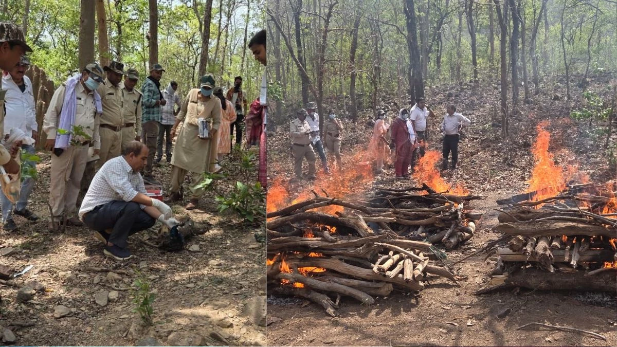 खैरागढ़ के दल्लीखोली जंगल में राष्ट्रीय पक्षी मोर समेत 15 वन्यजीवों की रहस्यमयी मौत, डॉक्टरों ने किया पोस्टमार्टम