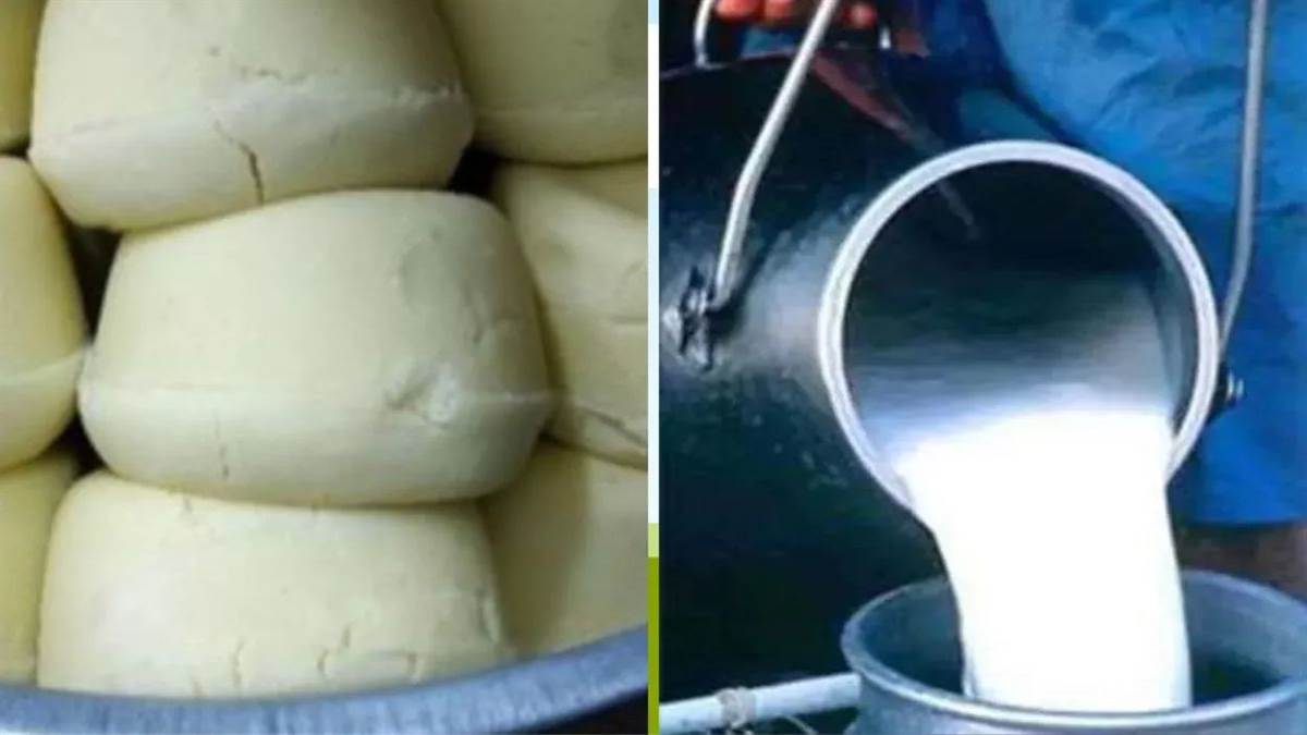 सेहत से खिलवाड़: रिफाइंड तेल, सोडा और डालडा से बन रहा था नकली पनीर; ग्वालियर में बिना लाइसेंस चल रही डेयरी सील