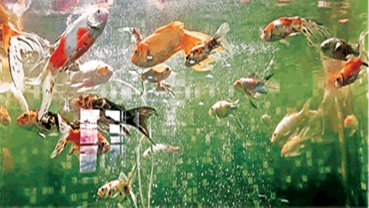 Fish Aquarium in Gwalior फिश एक्वेरियम में इस बार एक हजार मछलियां