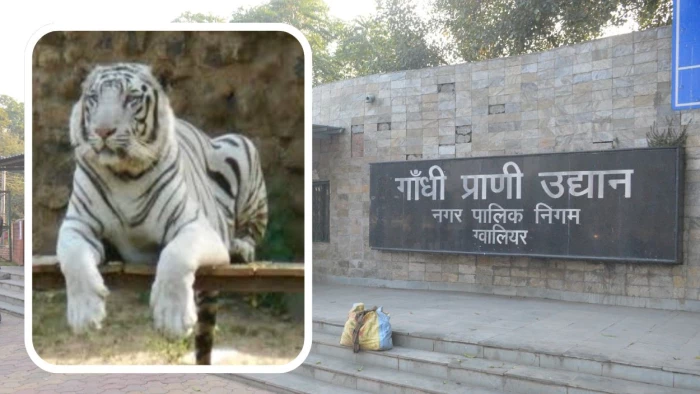 कान्हा में CDV के कहर से अलर्ट पर ग्वालियर जू: अभी आइसोलेशन में ही रहेंगे बाघिन मीरा के तीनों शावक, पर्यटकों को करना होगा इंतजार