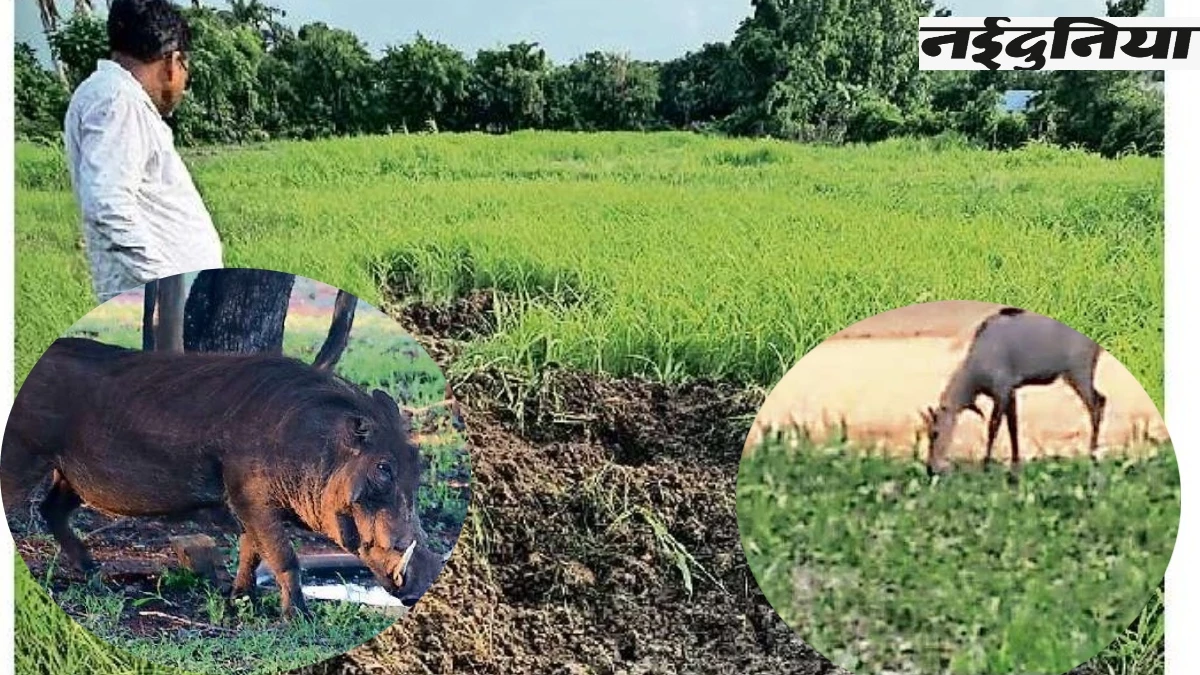 नीलगाय और जंगली सूअर से तबाह फसलें, किसानों की गुहार पकड़ो या मारने की अनुमति दो