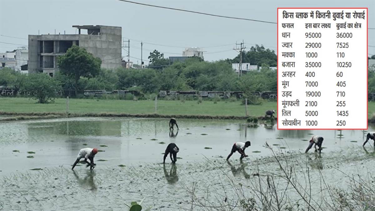 ग्वालियर में मानसून मेहरबान: धान रोपाई का रकबा 36 हजार हेक्टेयर पहुंचा, बारिश से अन्य खरीफ फसलों की बुआई पर लगा ब्रेक