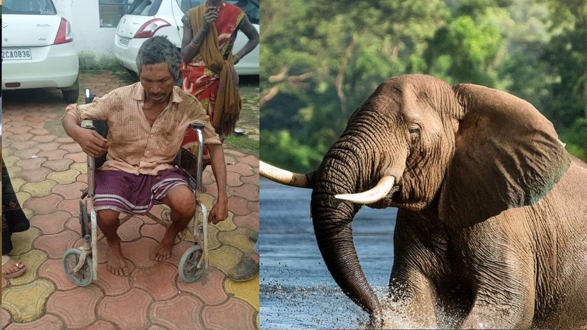 डिंडौरी में हाथी का आतंक... घर में सो रहे बुजुर्ग को सूंड से उठाकर पटका, ग्रामीणों ने बचाई जान