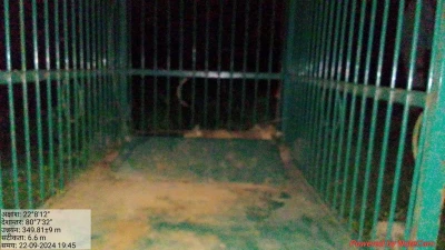 बालाघाट में मादा तेंदुआ पिंजरे में नहीं हुई कैद, फिर किया गाय का शिकार