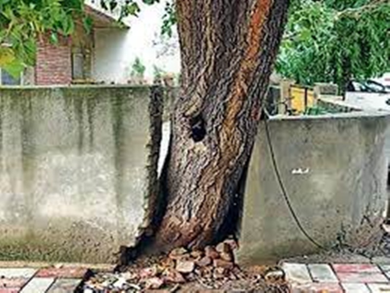 Gwalior Court News: चिड़ियों को दाना पानी खिलाएं याचिकाकर्ता, प्रोजेक्ट को क्यों रोक रहे: कोर्ट