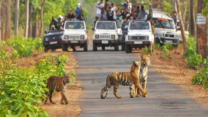 MP के बांधवगढ़ सफारी टिकट की कालाबाजारी, Govt वेबसाइट का गलत इस्तेमाल... कई टाइगर रिजर्व के वाउचर बरामद
