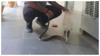 दफ्तर में मौत का पहरा.. कोरबा तहसील की अलमारी के पीछे फन फैलाए बैठा था 5 फीट का कोबरा, देखिए कैसे आया काबू में
