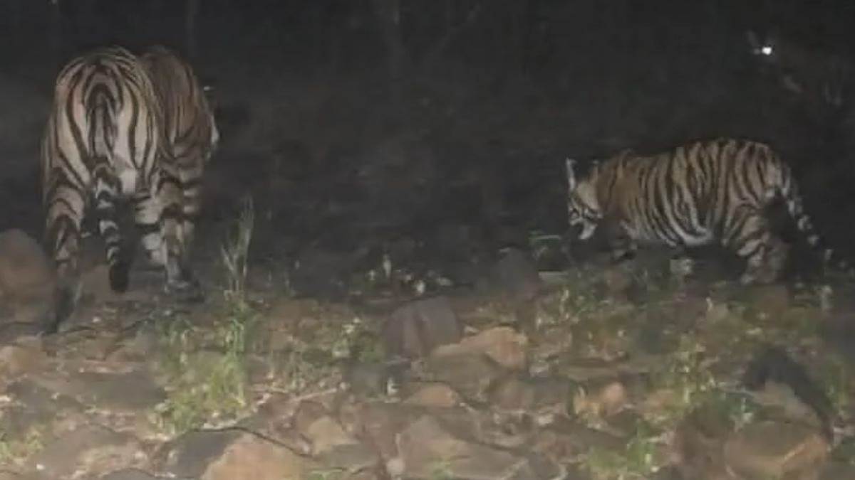 माधव नेशनल पार्क से खुशखबरी... बाघिन ने दिए 2 शावकों को जन्म, टाइगर परिवार बढ़कर हुआ 11
