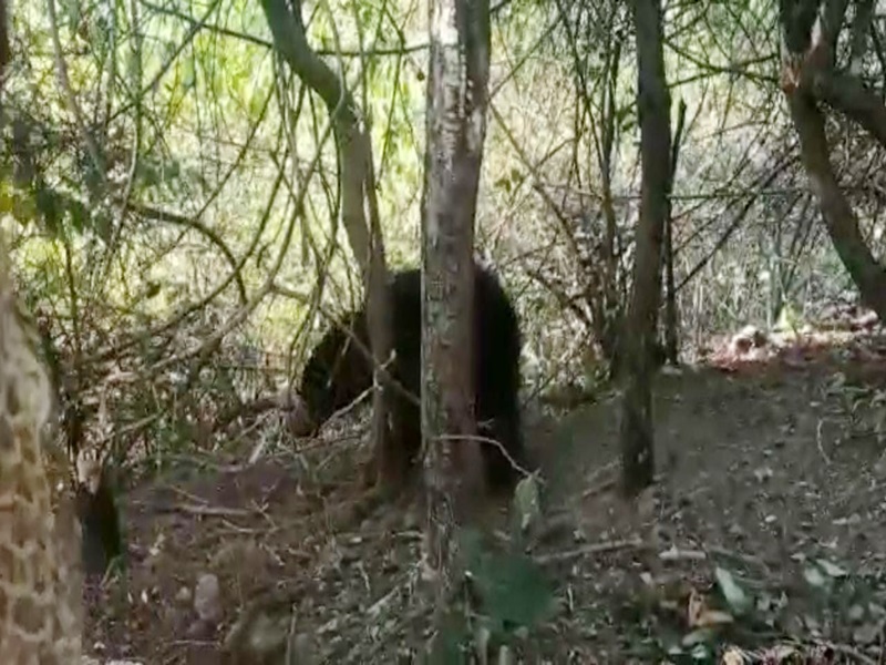 रोमांचक वीडियो : पन्‍ना में तार और झाड़ियों में उलझा भालू का बच्चा, जान की परवाह किए बगैर मुक्त करवा कर जंगल में छोड़ा