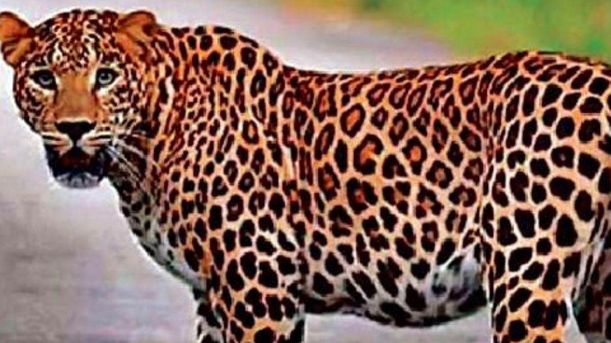 Leopard in MP: तेंदुए की मौत के मामले में जांच में लापरवाही, क्राइम सीन ...