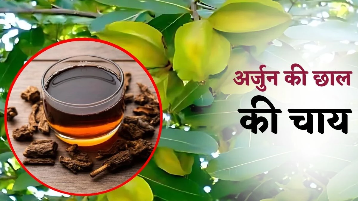 अर्जुन की छाल की चाय खोल देगी बंद नसें, जानें इसके 5 फायदे और बनाने का तरीका