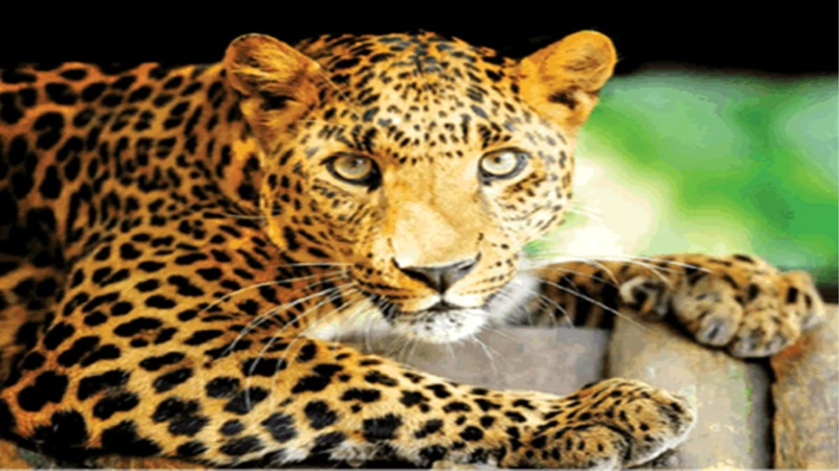 तेंदुओं का आतंकः सुरक्षा के लिए कीलों वाले पट्टे पहनने को मजबूर इन जिलों के लोग