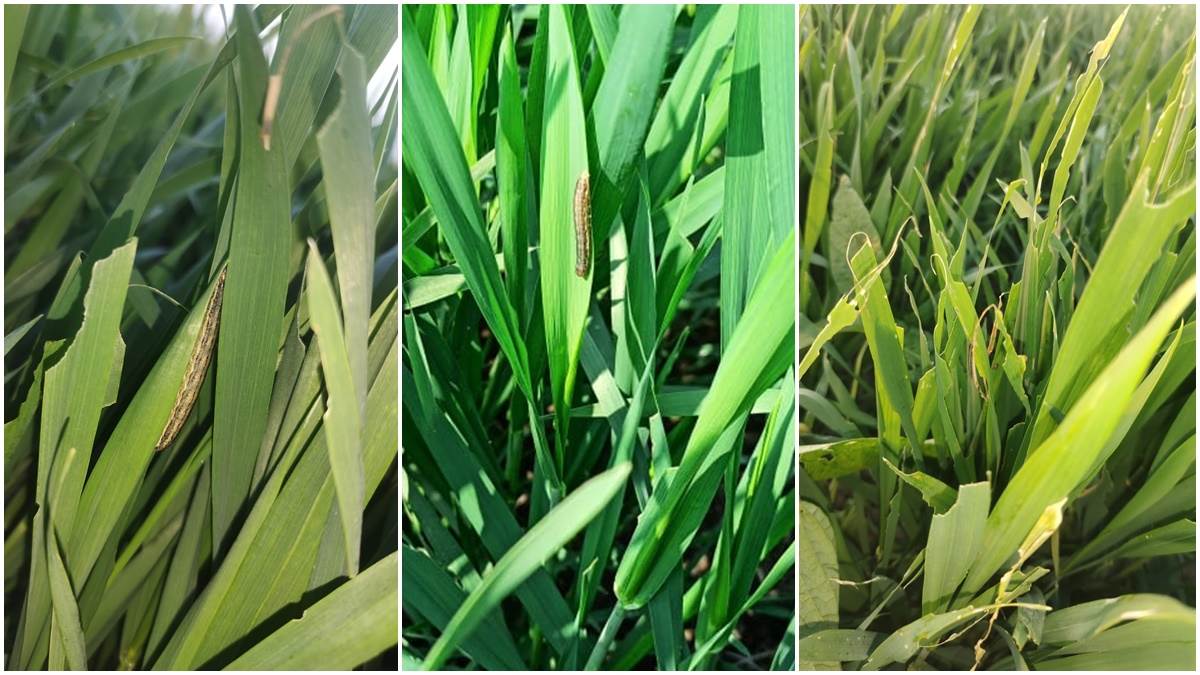 Wheat Crops in Indore: इंदौर जिले में हजारों हेक्टेयर गेहूं की फसल पर इल्ली का प्रकोप