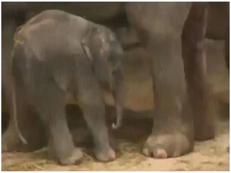 Elephant Baby Video: खड़े-खड़े सो रहा था हाथी का बच्चा अचानक हुआ कुछ ऐसा  देखें मजेदार वीडियो - elephant baby sleeping viral video share ifs susanta  nanda see funny video here