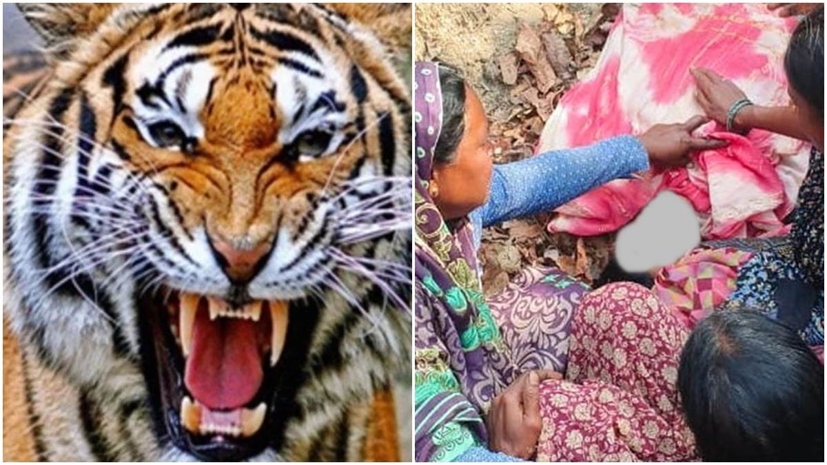 गर्भवती पत्‍नी घर पर इंतजार करती रह गई, महुआ बीनने गए युवक ने बाघ ने बनाया शिकार