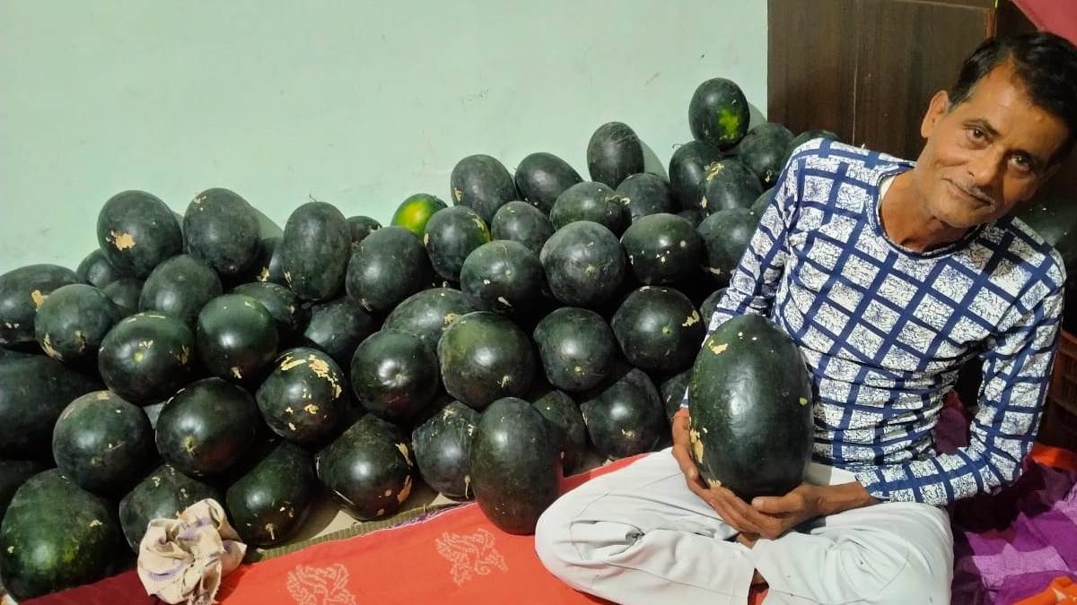 Summer Fruits Healthy Facts: क्या आप जानते हैं तरबूज, आम, अंगूर, चीकू और अनार के बारे में ये 15 रोचक बातें