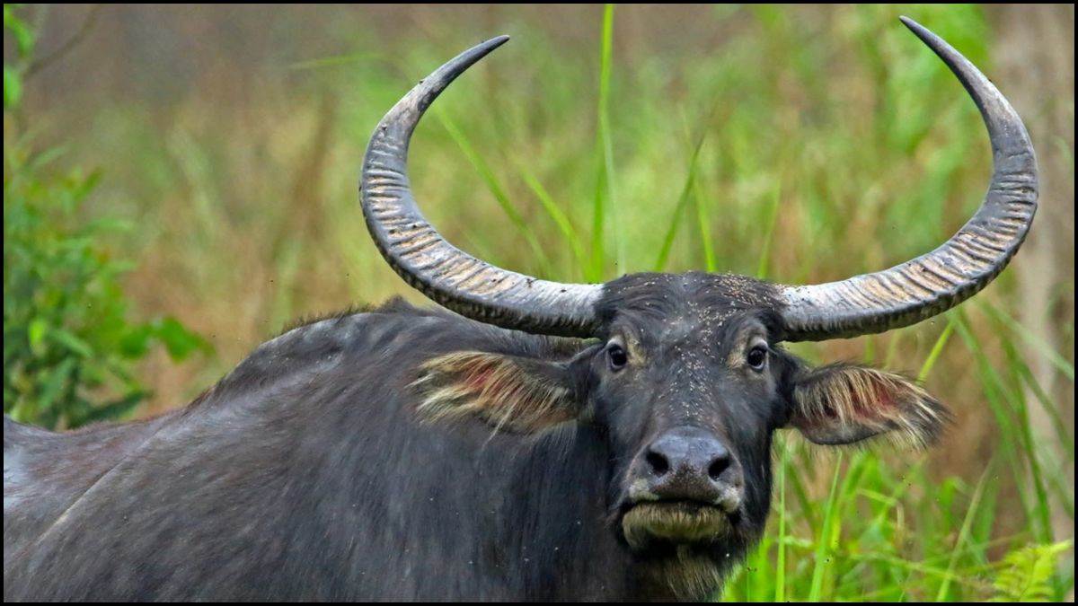 MP में फिर लौटे जंगली भैंसे, 2000 किमी का सफर तय कर पहुंचे वनभैंसे, सीएम मोहन यादव करेंगे पुनर्स्थापना