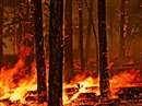 Fire in Jungle Indore: 250 times a forest fire between March and May, most fire in the Choral Range