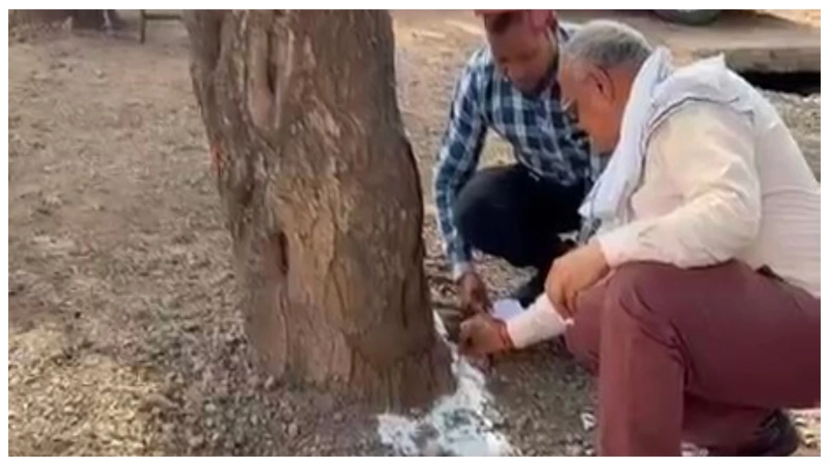 बिलासपुर में हरियाली के हत्यारों की नई साजिश; चार हरे वृक्षों पर डाला जहरीला सफेद पाउडर