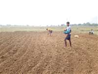 कोंडागांव में बारिश से कृषि कार्य में आई तेजी, खेती में जुटे किसान