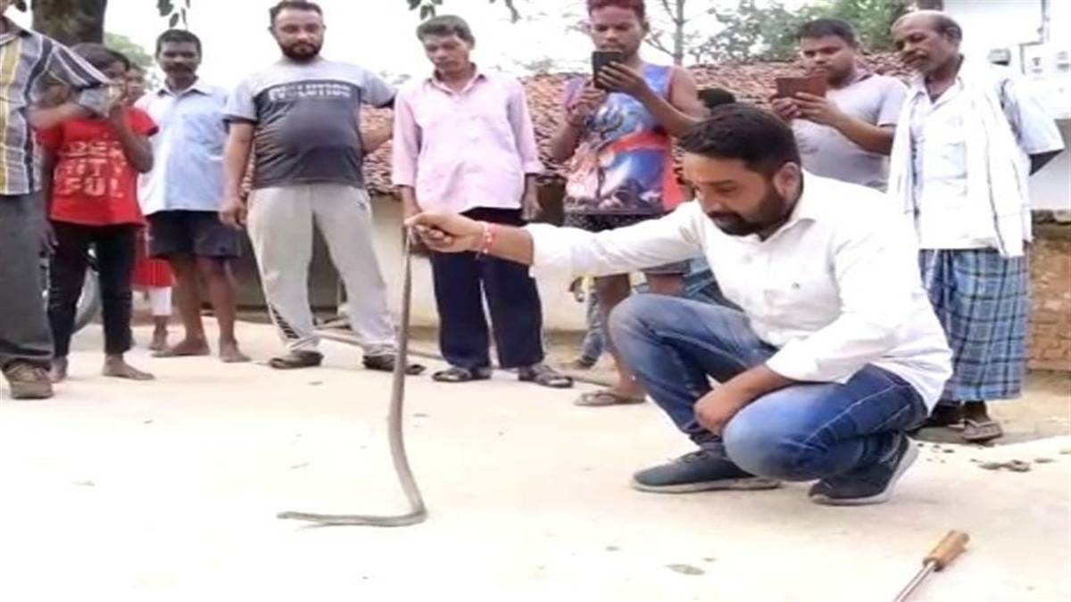 Korba News: बच्चे को कोबरा ने काटा, गुस्साए घरवालों ने सांप को बनाया बंधक