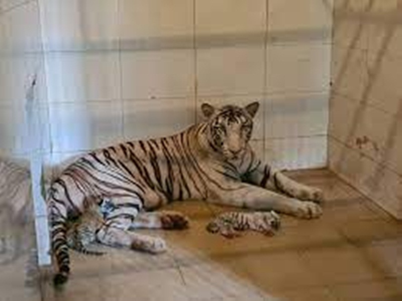 चिडि़याघर में आपरेशन के बाद स्वस्थ्य होने लगा नन्हा बाघ